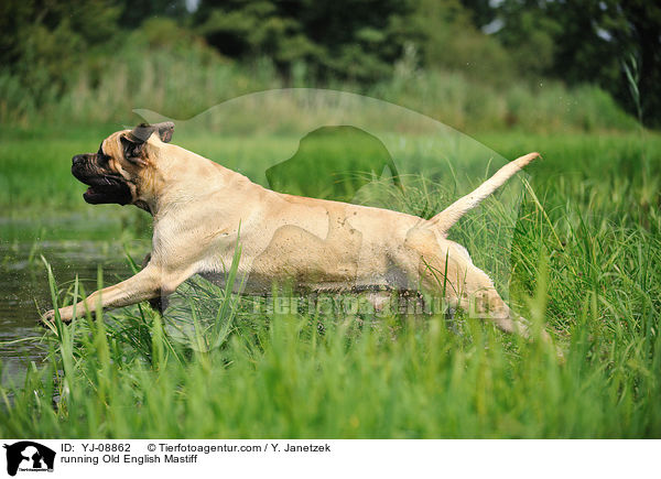 running Old English Mastiff / YJ-08862