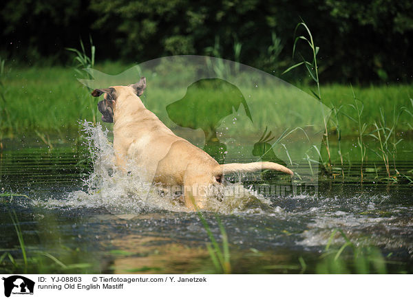 running Old English Mastiff / YJ-08863