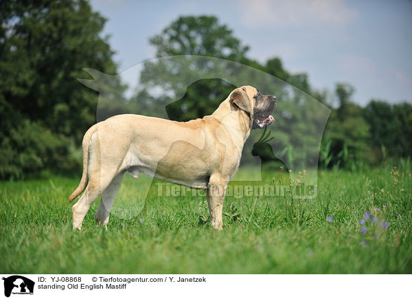 standing Old English Mastiff / YJ-08868