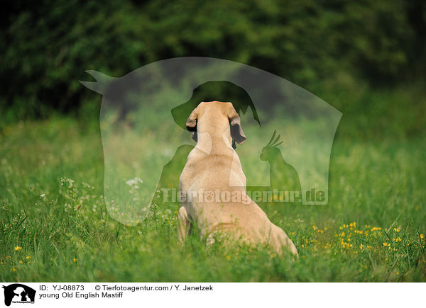young Old English Mastiff / YJ-08873