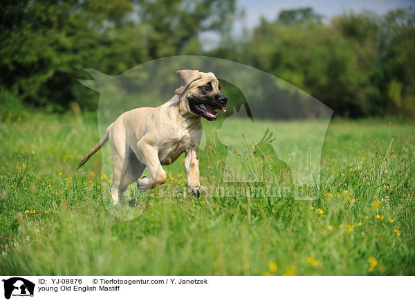 young Old English Mastiff / YJ-08876