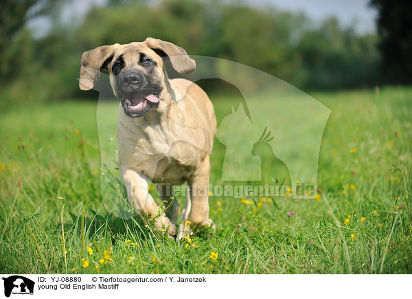 young Old English Mastiff / YJ-08880