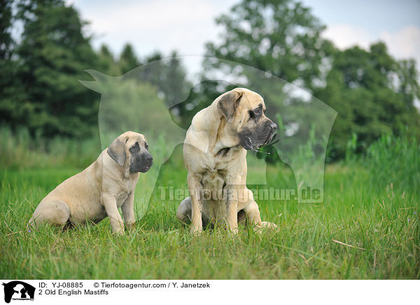 2 Old English Mastiffs / YJ-08885