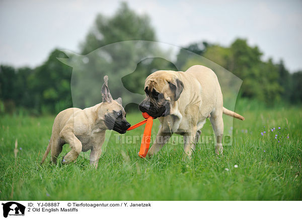 2 Old English Mastiffs / YJ-08887