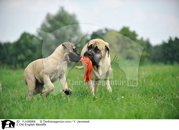 2 Old English Mastiffs / YJ-08888