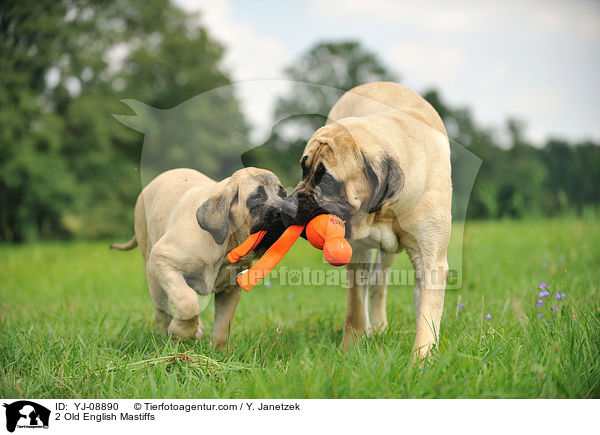2 Old English Mastiffs / YJ-08890