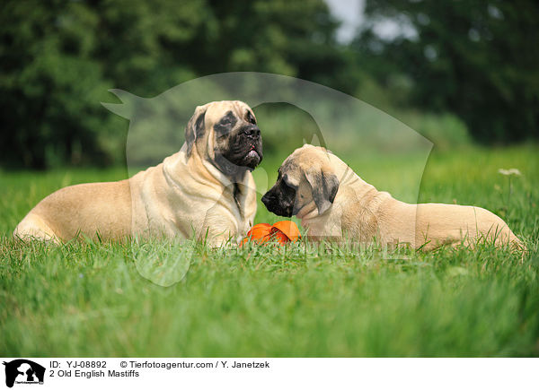 2 Old English Mastiffs / YJ-08892