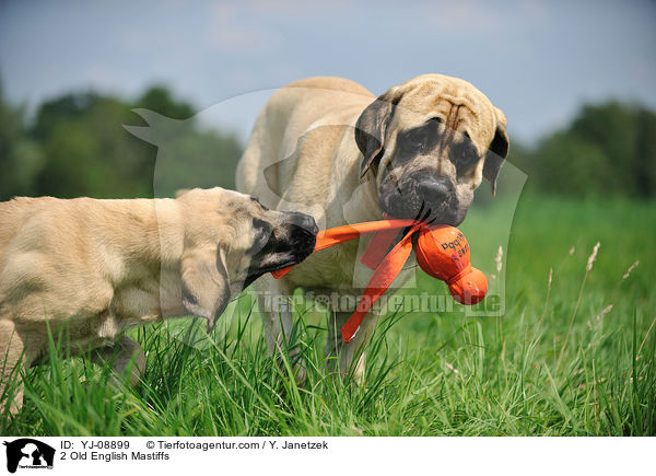 2 Old English Mastiffs / YJ-08899