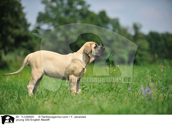 young Old English Mastiff / YJ-08900