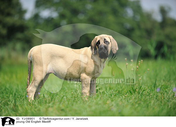 young Old English Mastiff / YJ-08901