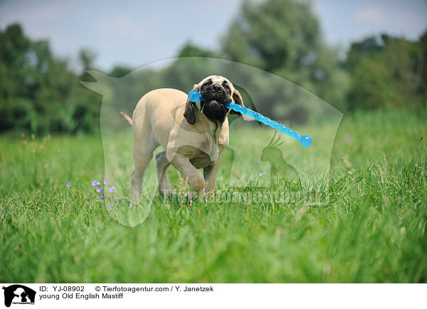 young Old English Mastiff / YJ-08902