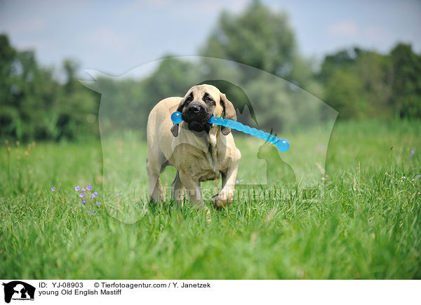 young Old English Mastiff / YJ-08903