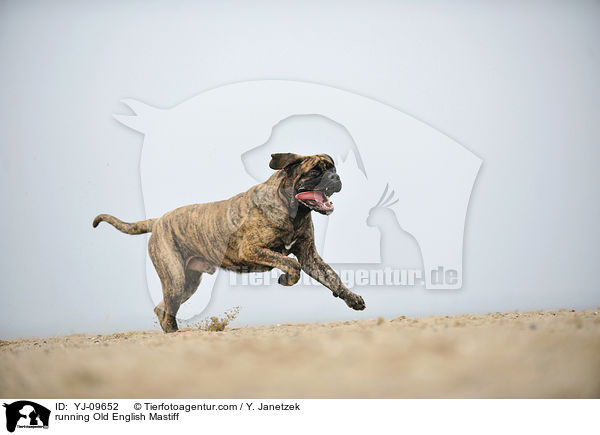 rennender Old English Mastiff / running Old English Mastiff / YJ-09652