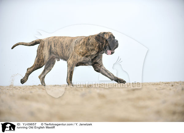 running Old English Mastiff / YJ-09657