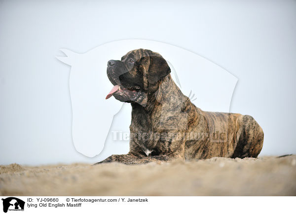 lying Old English Mastiff / YJ-09660