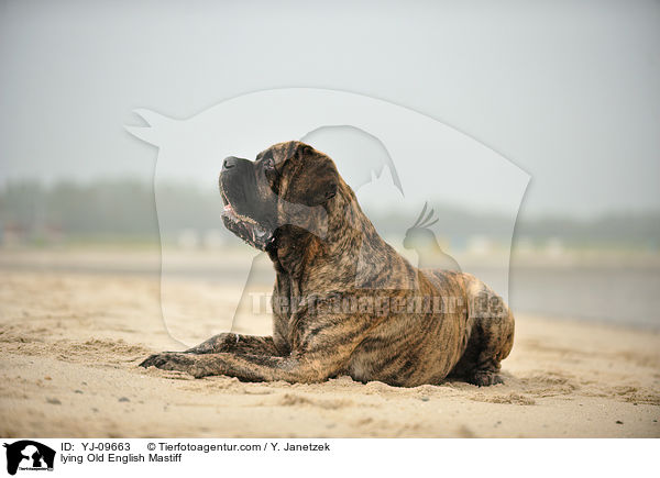 lying Old English Mastiff / YJ-09663