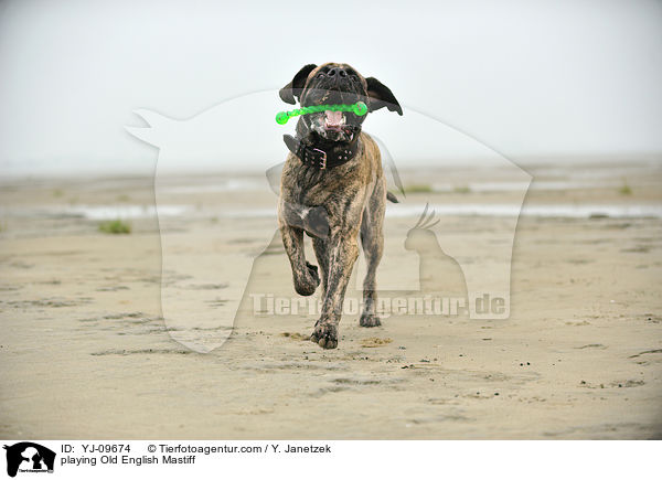 playing Old English Mastiff / YJ-09674