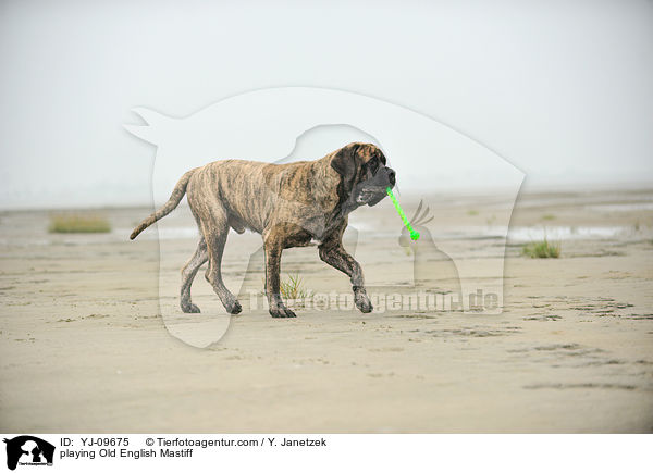 playing Old English Mastiff / YJ-09675