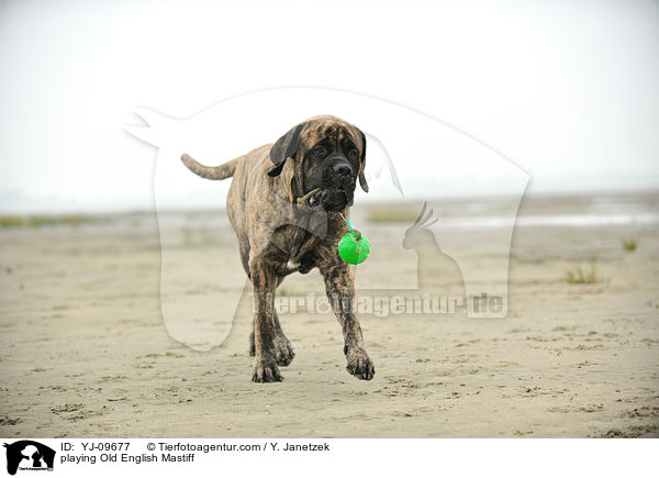 playing Old English Mastiff / YJ-09677