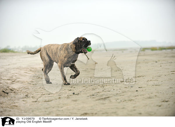 playing Old English Mastiff / YJ-09679