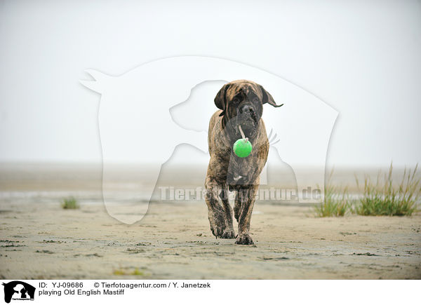 playing Old English Mastiff / YJ-09686