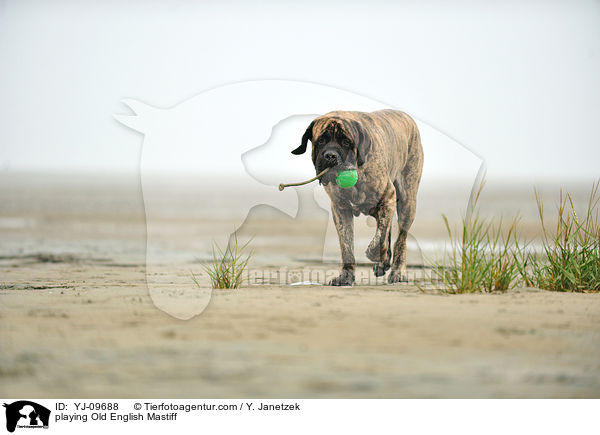 spielender Old English Mastiff / playing Old English Mastiff / YJ-09688