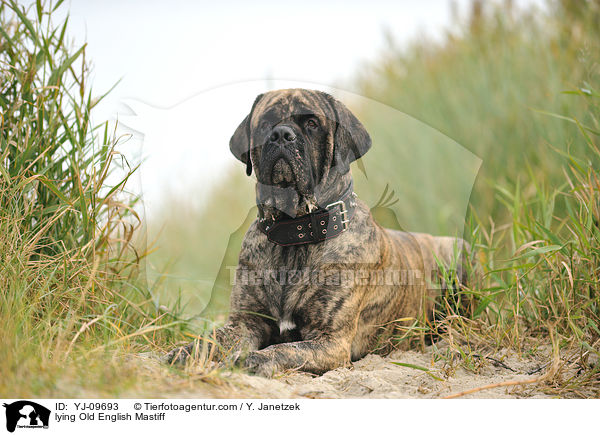lying Old English Mastiff / YJ-09693