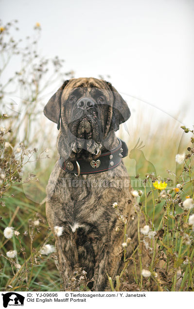 Old English Mastiff Portrait / YJ-09696