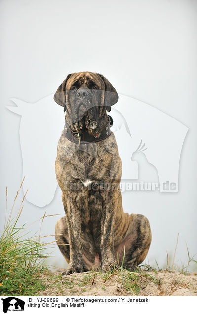 sitting Old English Mastiff / YJ-09699