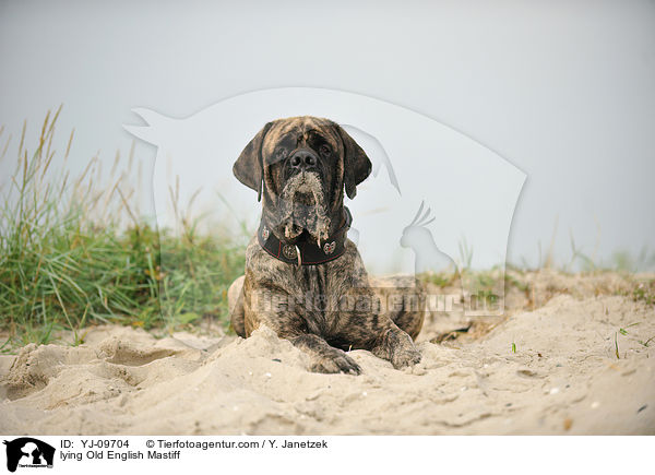 lying Old English Mastiff / YJ-09704