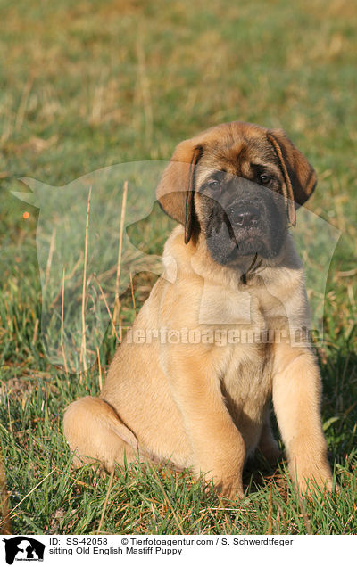 sitting Old English Mastiff Puppy / SS-42058