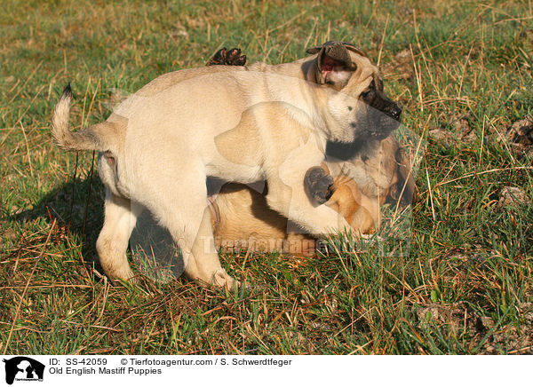 Old English Mastiff Puppies / SS-42059