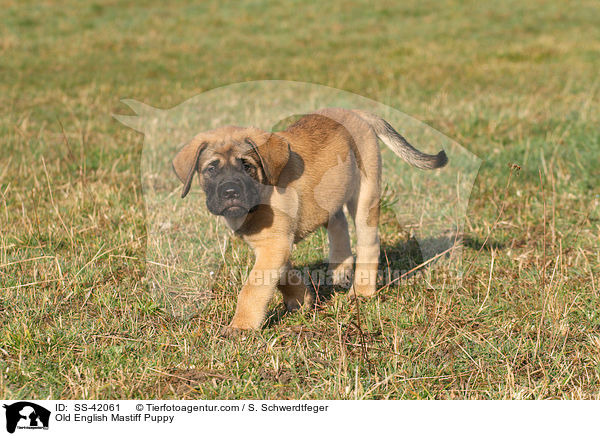 Old English Mastiff Puppy / SS-42061