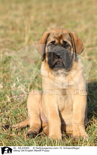 sitting Old English Mastiff Puppy / SS-42062