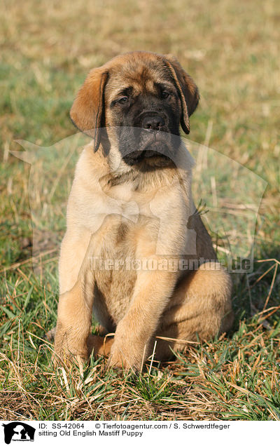sitzender Old English Mastiff Welpe / sitting Old English Mastiff Puppy / SS-42064