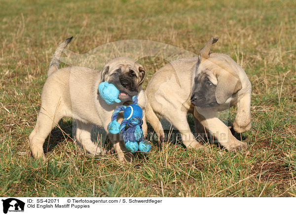 Old English Mastiff Puppies / SS-42071