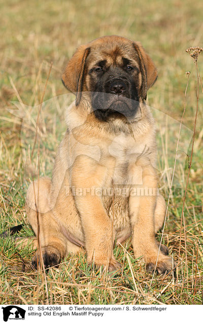 sitzender Old English Mastiff Welpe / sitting Old English Mastiff Puppy / SS-42086