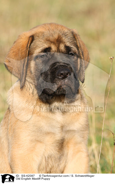 Old English Mastiff Welpe / Old English Mastiff Puppy / SS-42087