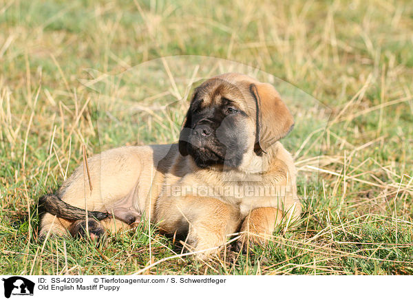Old English Mastiff Welpe / Old English Mastiff Puppy / SS-42090