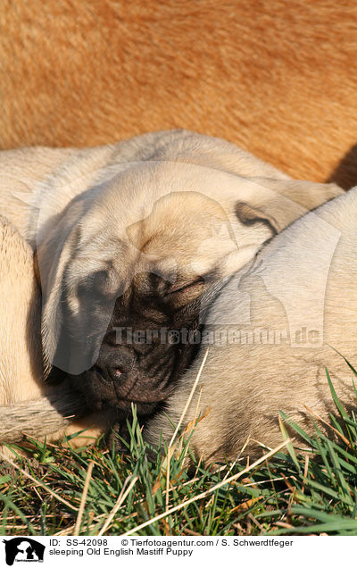 sleeping Old English Mastiff Puppy / SS-42098