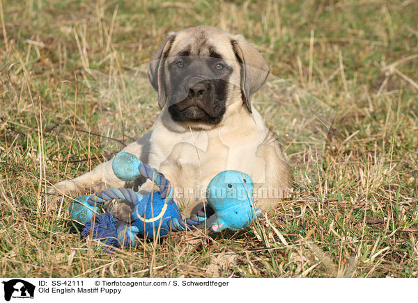 Old English Mastiff Puppy / SS-42111