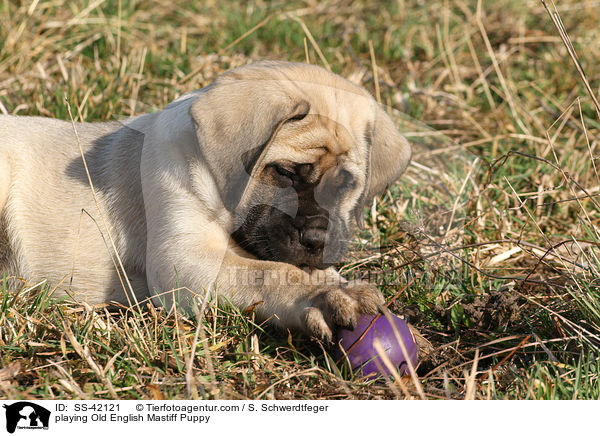 playing Old English Mastiff Puppy / SS-42121
