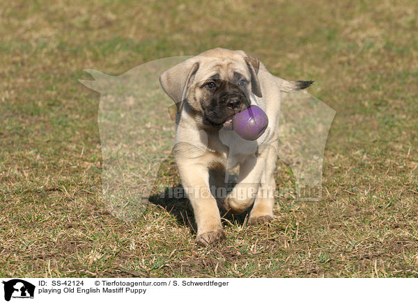 playing Old English Mastiff Puppy / SS-42124