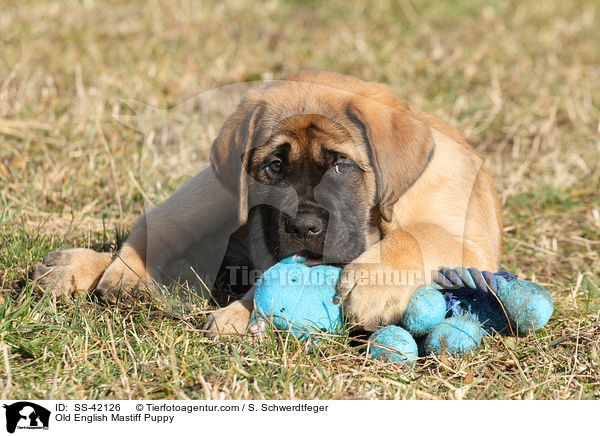 Old English Mastiff Puppy / SS-42126