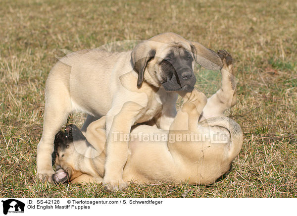 Old English Mastiff Puppies / SS-42128