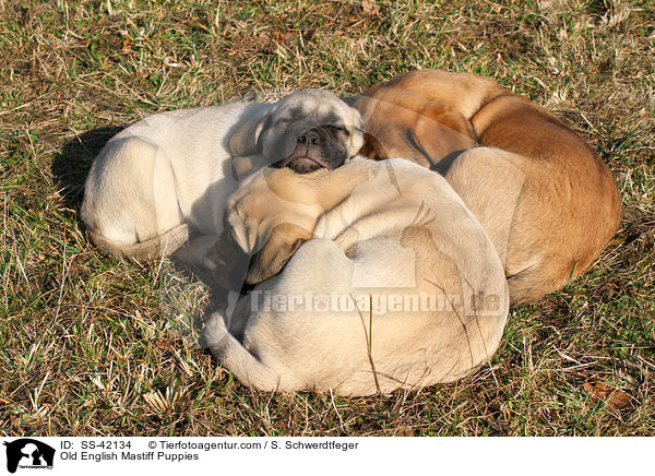 Old English Mastiff Puppies / SS-42134