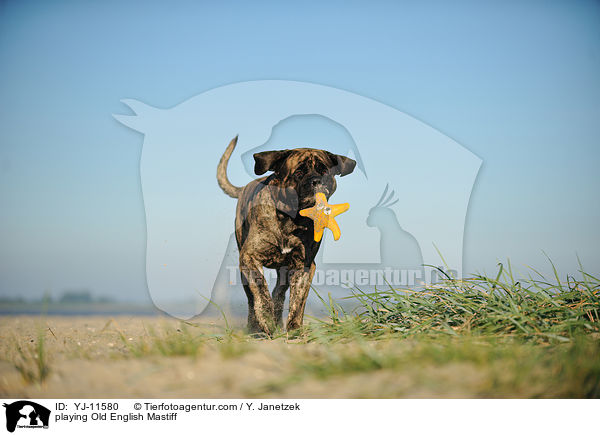 spielender Old English Mastiff / playing Old English Mastiff / YJ-11580