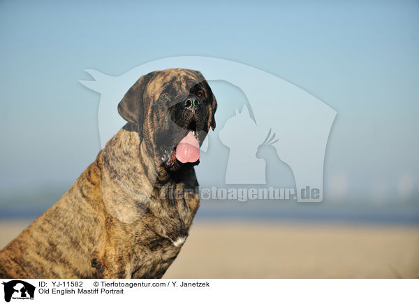 Old English Mastiff Portrait / YJ-11582