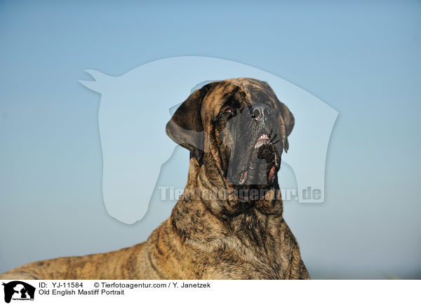Old English Mastiff Portrait / Old English Mastiff Portrait / YJ-11584