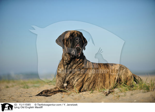 lying Old English Mastiff / YJ-11585
